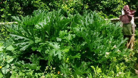 My Brother's Backyard Zucchini Jungle
